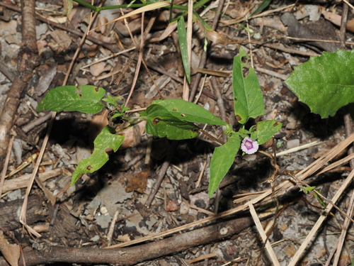 Ipomoea eriocarpa, photograph 5
