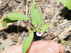 Ipomoea eriocarpa, photograph (c) Thomas Mesaglio, some rights reserved (CC BY)