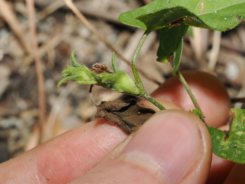 Ipomoea eriocarpa, photograph 6
