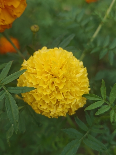 Mexican Marigold