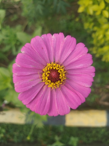 Elegant Zinnia