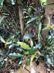 Helicia cochinchinensis