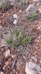 Asphodeline taurica