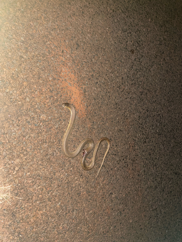 Snouted Cobra