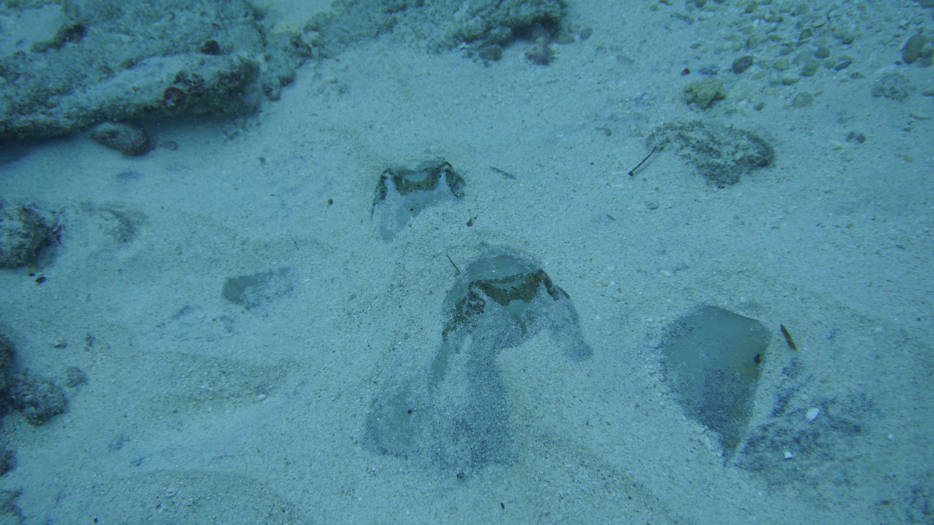 Bluespotted Maskray photo 6