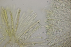 Leptotrochila verrucosa