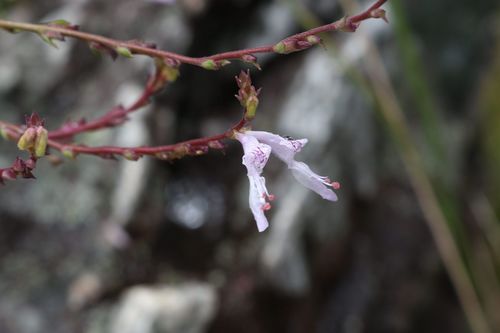 Wavyleaf Rocksage