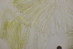 Leptotrochila verrucosa