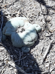 Lophophora diffusa
