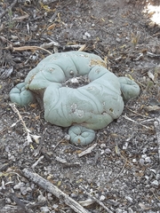 Lophophora diffusa