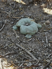 Lophophora diffusa