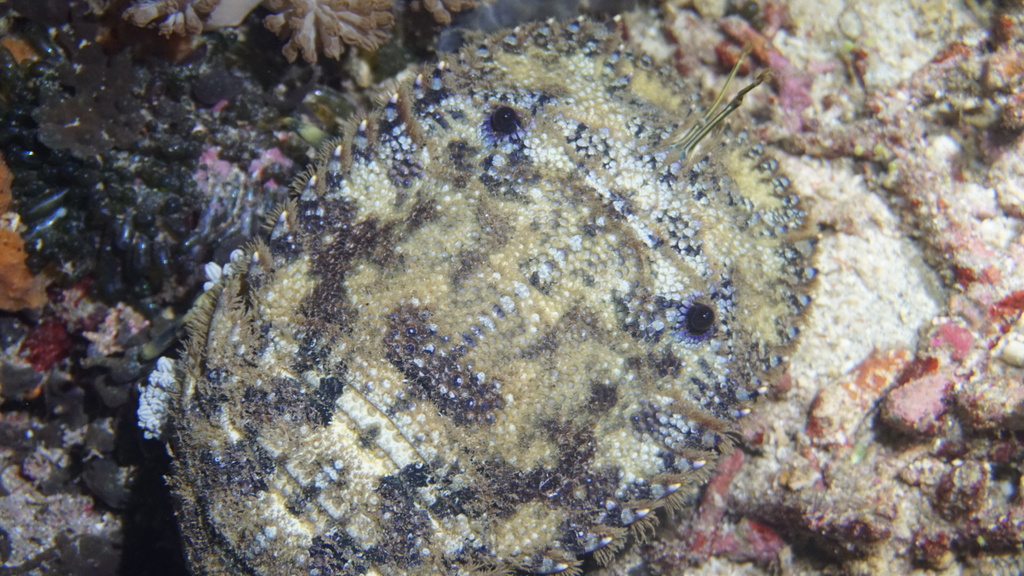 ketam gonosso (Parribacus antarcticus)