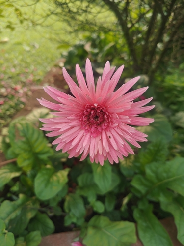 Barberton Daisy