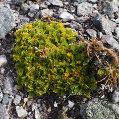 Anisotome procumbens