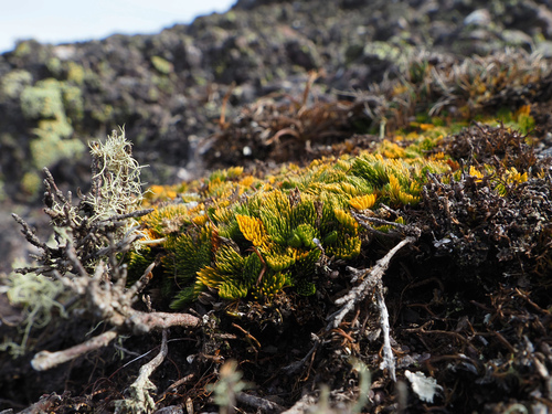 Anisotome procumbens, photograph 1