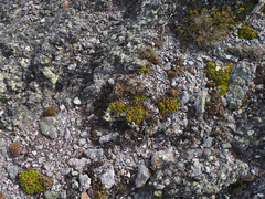 Anisotome procumbens, photograph author not stated, no rights reserved