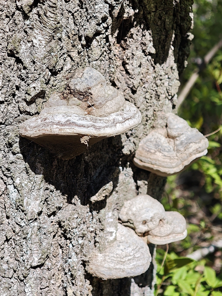 Fomes fomentarius · April 2026 · photo: © igor117 (iNaturalist, cc-by)