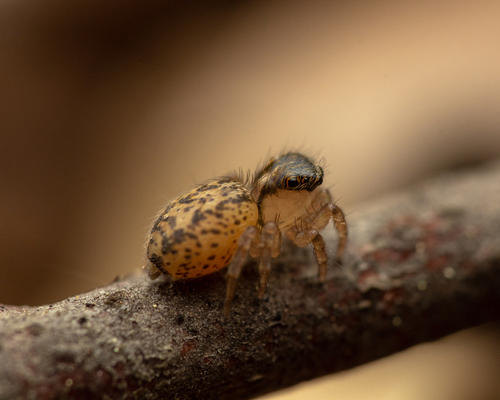 Beardfooted spider