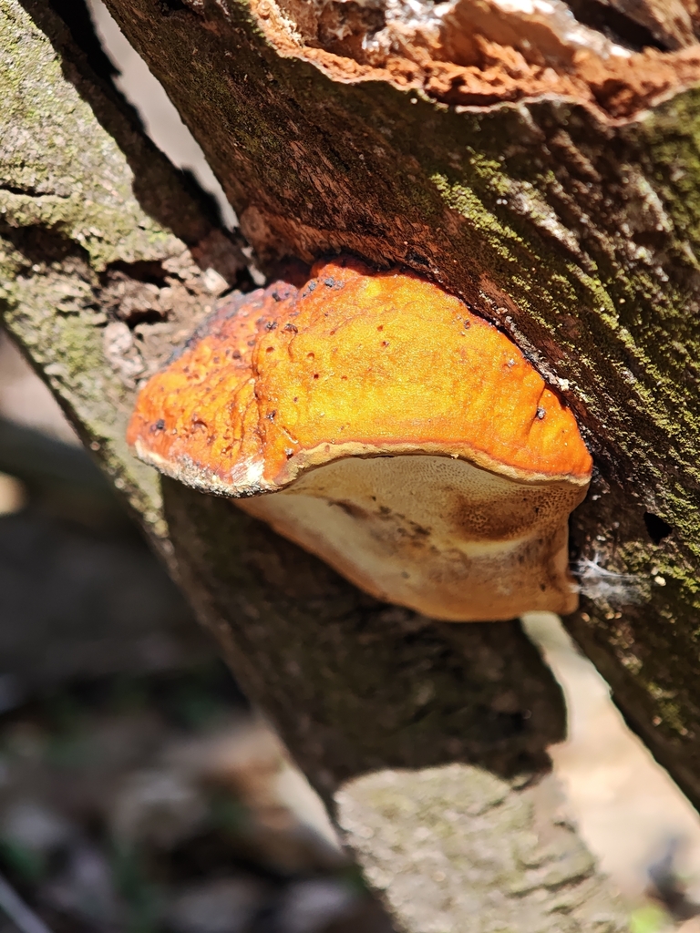 Fomitopsis pinicola · April 2026 · photo: © igor117 (iNaturalist, cc-by)