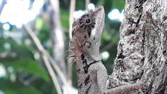 Monilesaurus ellioti