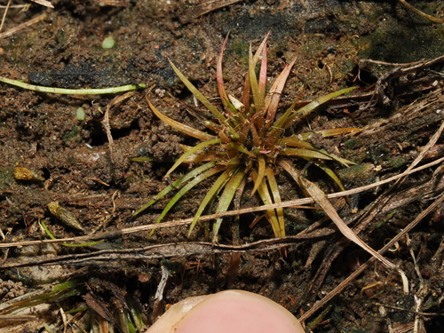 Trithuria lanterna (Trithuria lanterna)