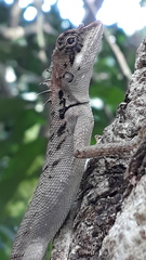 Monilesaurus ellioti