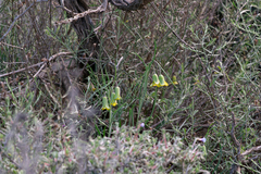 Fritillaria rhodia
