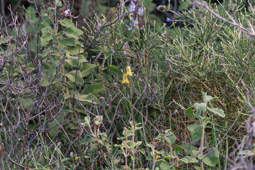 Fritillaria rhodia, photograph 1
