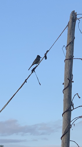 Hispaniolan Stolid Flycatcher