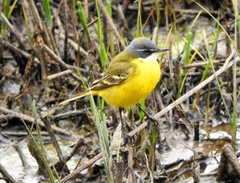 Motacilla flava iberiae