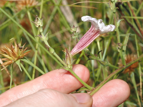 Centranthera hispida (Centranthera hispida)