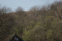 Haematopus ostralegus