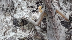 Monilesaurus ellioti