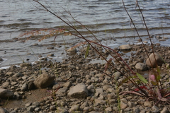 Rumex aquaticus protractus