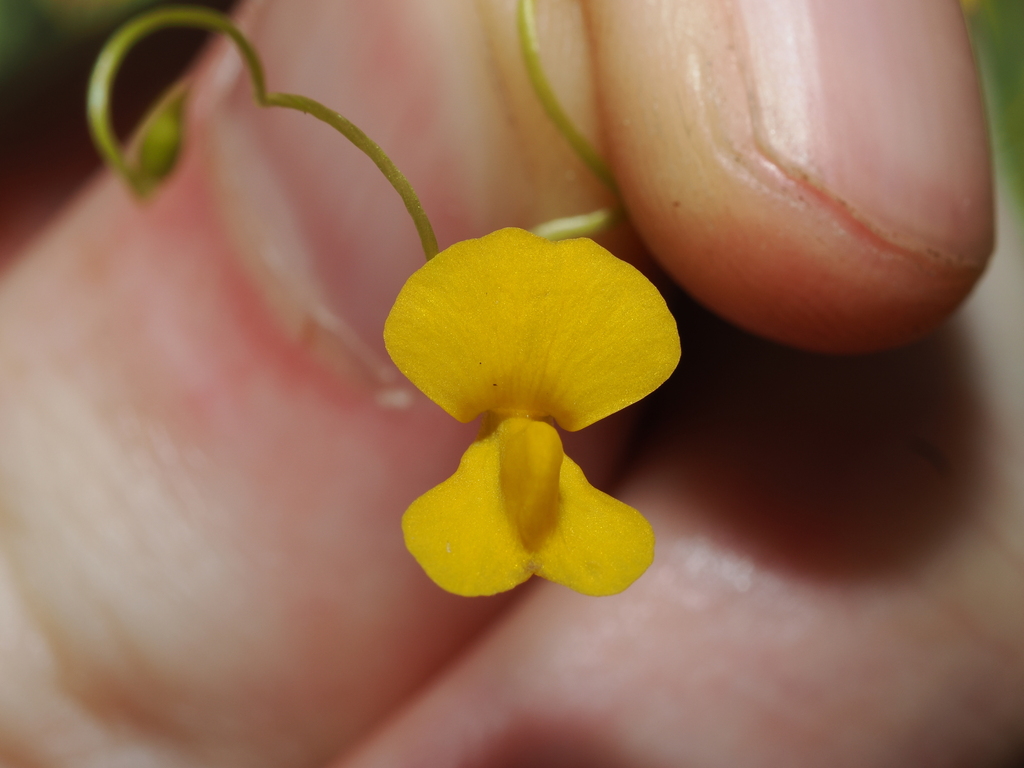 Utricularia involvens