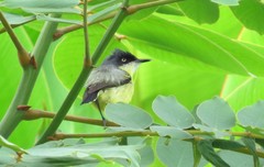 Todirostrum cinereum sclateri