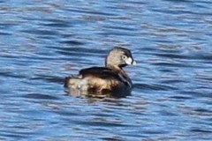 Podilymbus podiceps podiceps