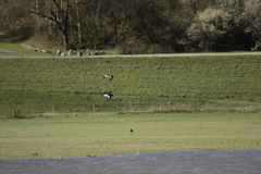 Haematopus ostralegus