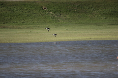 Haematopus ostralegus