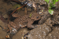 Large-Webbed Bell Toad photo 5