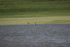 Haematopus ostralegus