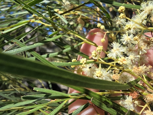 Acacia acrionastes observed 2026-04-11