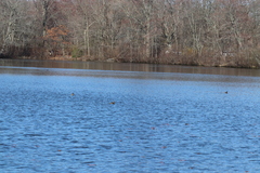 Podilymbus podiceps podiceps