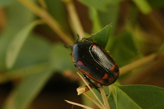 Pachnoda interrupta