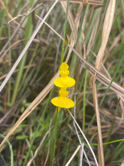 Utricularia prehensilis