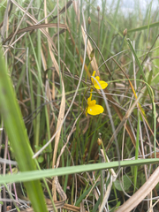 Utricularia prehensilis, photograph (c) Justin Ponder, some rights reserved (CC BY)