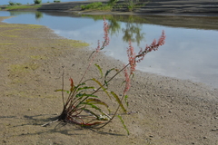 Rumex aquaticus protractus