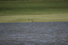 Haematopus ostralegus