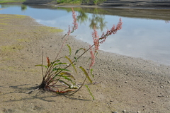 Rumex aquaticus protractus