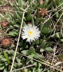 Living Stones (Khadia carolinensis)